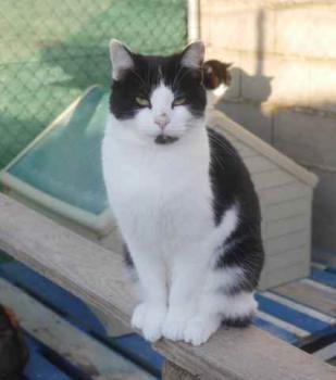 Blacky Bild von Blacky