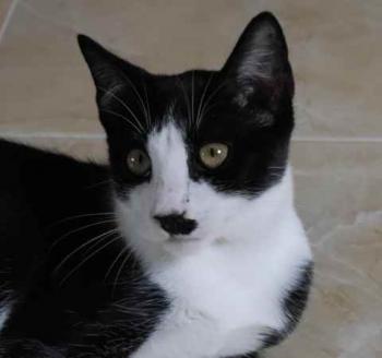 Noshi Bild von Noshi