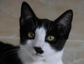 Noshi Bild von Noshi