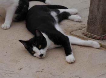 Noshi Bild von Noshi