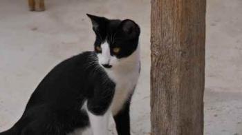 Noshi Bild von Noshi