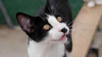 Noshi Bild von Noshi