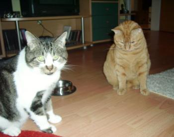 Panchi Bild von Panchi