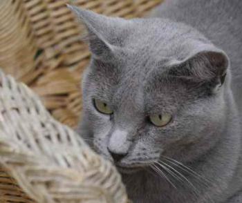 Nikita Bild von Nikita