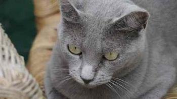 Nikita Bild von Nikita