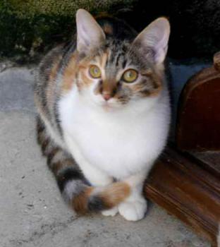 Bild von Lisha