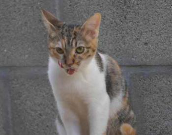 Bild von Lisha