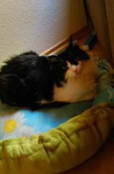 Layla Bild von Layla