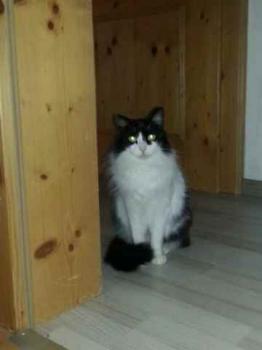 Layla Bild von Layla