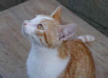 Lui Bild von Lui