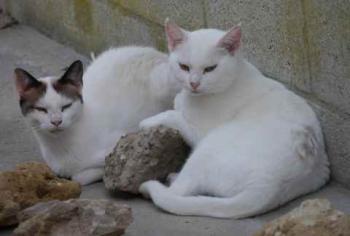 Nieves Bild von Nieves