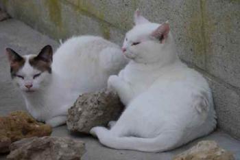 Nieves Bild von Nieves