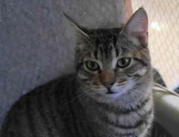 Shirkan Bild von Shirkan