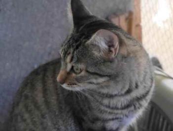Shirkan Bild von Shirkan