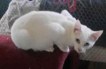 Balu Bild von Balu