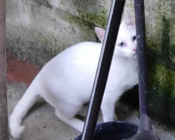 Balu Bild von Balu