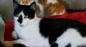 Bild von Boo