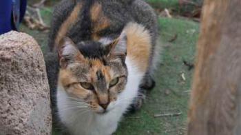 Susan Bild von Susan
