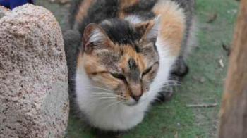 Susan Bild von Susan