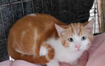 Pepin Bild von Pepin