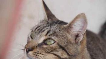 Yoschi Bild von Yoschi