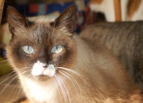 Brownie Bild von Brownie