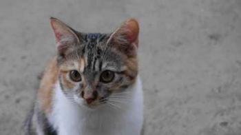 Bild von Lisha