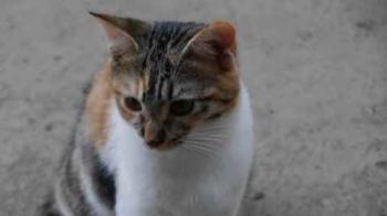 Bild von Lisha