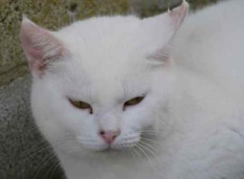 Nieves Bild von Nieves