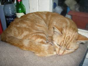 Vulcana Bild von Vulcana
