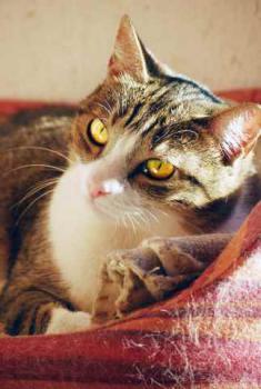 Bild von Sweet