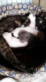 Caramelo Bild von Caramelo