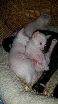 Caramelo Bild von Caramelo