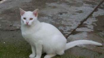 Caramelo Bild von Caramelo