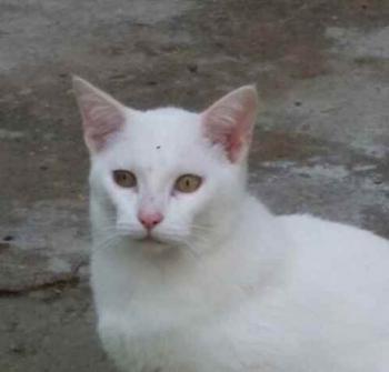 Caramelo Bild von Caramelo