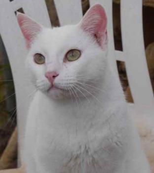 Bild von Poppy