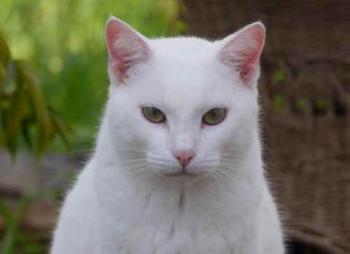 Bild von Poppy