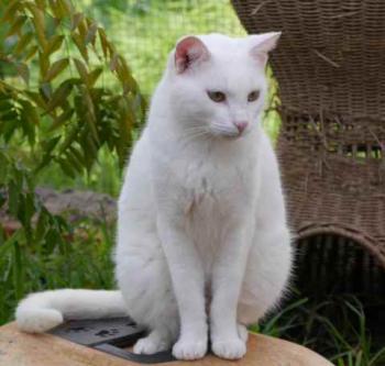 Bild von Poppy
