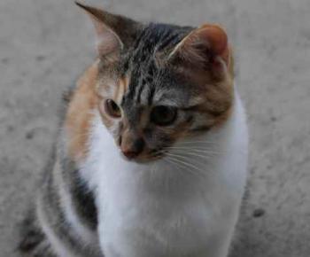Bild von Lisha