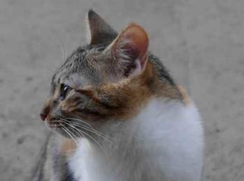 Bild von Lisha