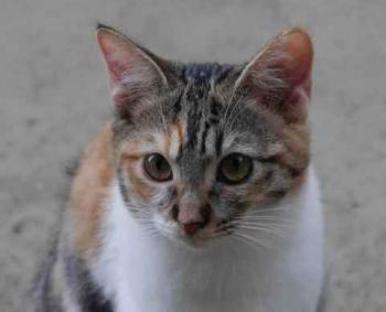 Bild von Lisha