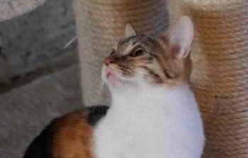 Bild von Lisha