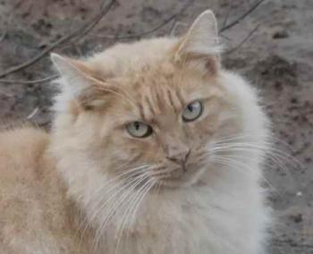 Nanuk Bild von Nanuk