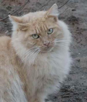 Nanuk Bild von Nanuk