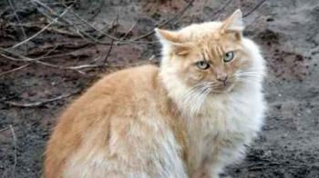 Nanuk Bild von Nanuk