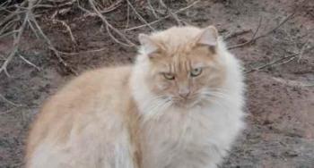 Nanuk Bild von Nanuk