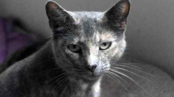 Bild von Aziza