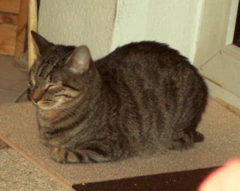 Lenny Bild von Ramses
