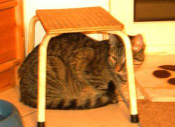 Lenny Bild von Ramses
