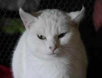 Nieves Bild von Nieves